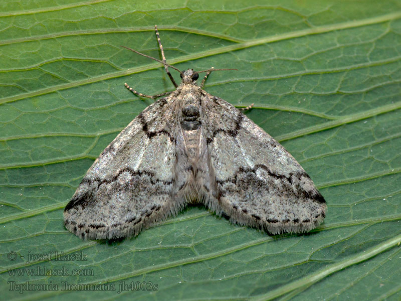 Tephronia lhommaria