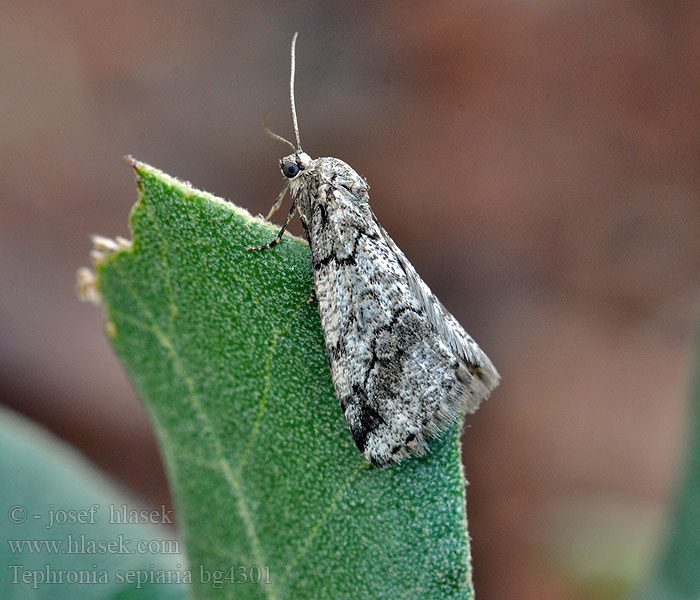 Totholz-Flechtenspanner Tephronia sepiaria