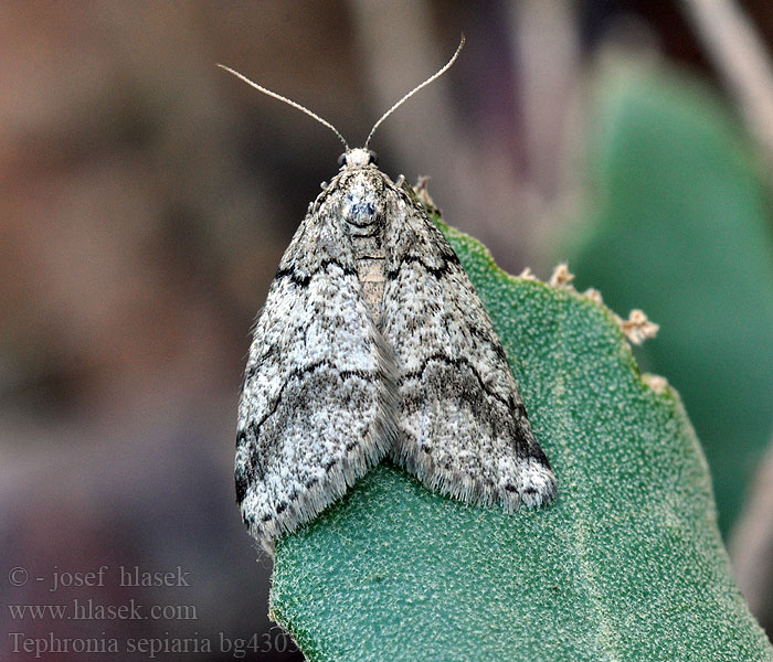 Piadivka moričkovitá Tephronia sepiaria