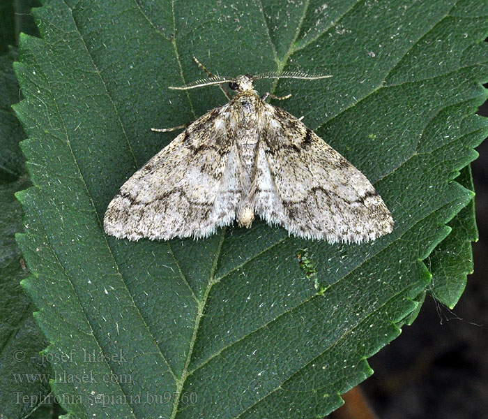 Tephronia sepiaria Tmavoskvrnáč žlutohnědý