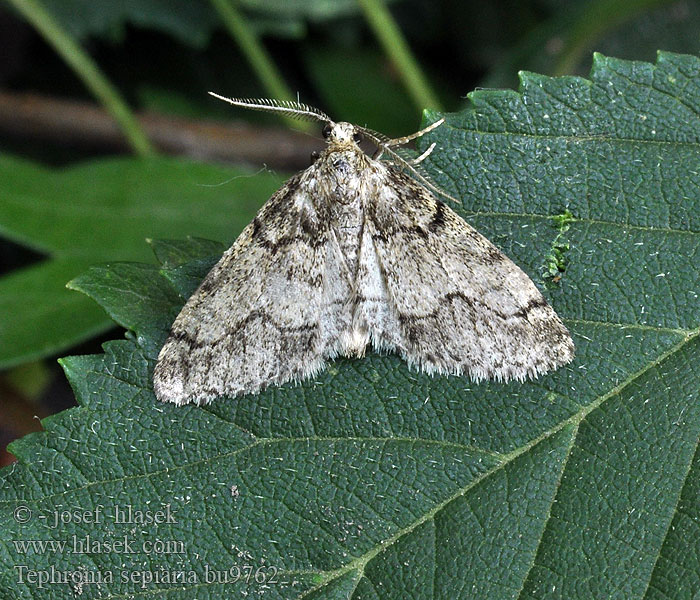 Tephronia sepiaria Totholz-Flechtenspanner Piadivka moričkovitá