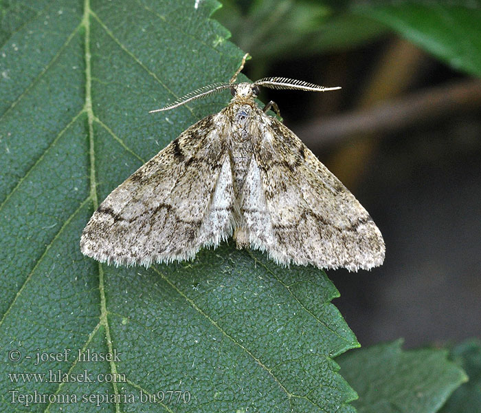 Tephronia sepiaria Poproch sadzyniak Zúzmóaraszoló