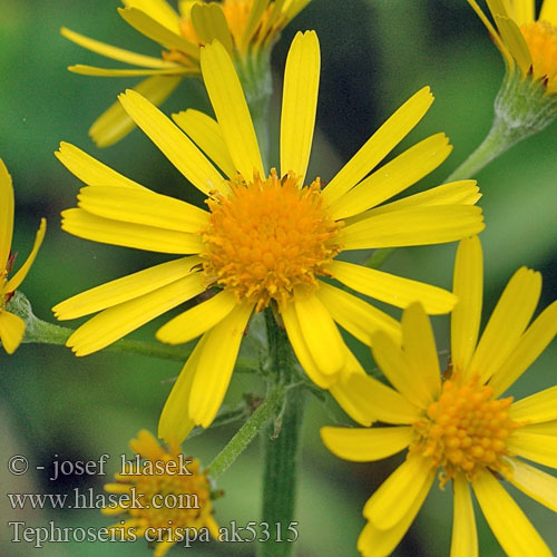 Kрестовник приручейный узкочерешковый Senecio rivularis crispus