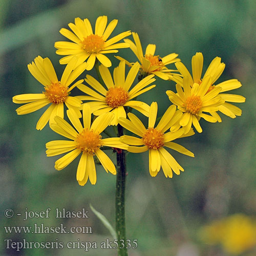 Senecio rivularis crispus Csermelyaggófű Starček potoční