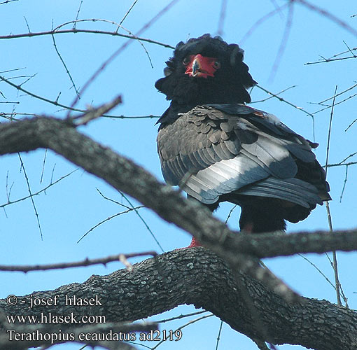 Terathopius ecaudatus Bateleur Eagle Gøglerørn Klovnikotka liitokotka Goochelaar Falco giocoliere Bukázó sas Gaukler Kuglarz Hadiar krátkochvostý Orel Orlík kejklíř Águila Volatinera חיוויאי מוקיון