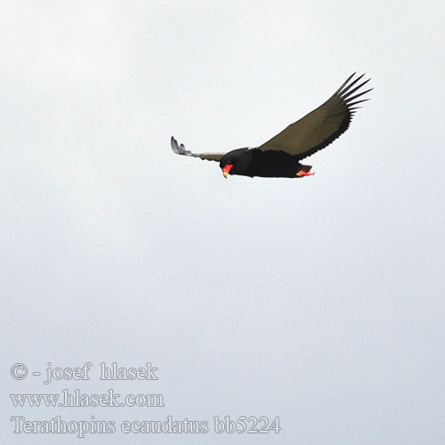 Орел Скоморох Фигляр Águia-bailarina ダルマワシ Късоопашат орел Terathopius ecaudatus Bateleur Eagle Gøglerørn Klovnikotka liitokotka Goochelaar Falco giocoliere Bukázó sas Gaukler Kuglarz Hadiar krátkochvostý Orel Orlík kejklíř Águila Volatinera חיוויאי מוקיון Berghaan Pungu Chapungu Ntsu Ingqanga Ximongwe iNgqungqulu Kuyruksuz kartal Gycklarörn Glumaški orel