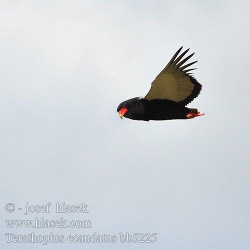 Късоопашат орел Terathopius ecaudatus Bateleur Eagle Gøglerørn Klovnikotka liitokotka Goochelaar Falco giocoliere Bukázó sas Gaukler Kuglarz Hadiar krátkochvostý Orel Orlík kejklíř Águila Volatinera חיוויאי מוקיון Berghaan Pungu Chapungu Ntsu Ingqanga Ximongwe iNgqungqulu Kuyruksuz kartal Gycklarörn Glumaški orel Орел Скоморох Фигляр Águia-bailarina ダルマワシ