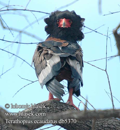 Gaukler Kuglarz Hadiar krátkochvostý Orel Orlík kejklíř Águila Volatinera חיוויאי מוקיון Terathopius ecaudatus Bateleur Eagle Gøglerørn Klovnikotka liitokotka Goochelaar Falco giocoliere Bukázó sas