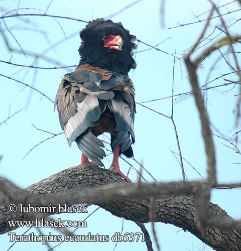 Orel Orlík kejklíř Águila Volatinera חיוויאי מוקיון Terathopius ecaudatus Bateleur Eagle Gøglerørn Klovnikotka liitokotka Goochelaar Falco giocoliere Bukázó sas Gaukler Kuglarz Hadiar krátkochvostý