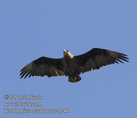 Bateleur Eagle Gøglerørn Klovnikotka liitokotka Goochelaar Falco giocoliere Bukázó sas Gaukler Kuglarz Hadiar krátkochvostý Orel Orlík kejklíř Águila Volatinera חיוויאי מוקיון Berghaan Pungu Chapungu Ntsu Ingqanga Ximongwe iNgqungqulu Kuyruksuz kartal Gycklarörn Glumaški orel Орел Скоморох Фигляр Águia-bailarina ダルマワシ Късоопашат орел Terathopius ecaudatus