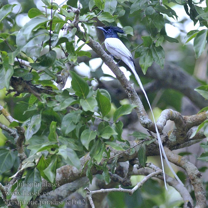 Terpsiphone paradisi Asian Paradise-Flycatcher Lejskovec rajský Fahlbauch-Paradiesschnäpper Monarca Paraíso Asiático Tchitrec paradis Pigliamosche Paradiso asiatico カワリサンコウチョウ Aziatische Paradijsmonarch Muchodlawka rajska 亞洲壽帶 壽帶鳥 寿带  寿带鸟 Азиатская райская длиннохвостая мухоловка นกแซวสวรรค์ Asiatisk paradisflugsnappare Monarch rajský Gallaparadismonark Murai Ekor Gading Sambar Panjang 별삼광조 Burung Sriwang Seriwang Asia Жұмақ шыбыншы Val kuruvi Paratiisimonarkki Asiatisk Paradismonark