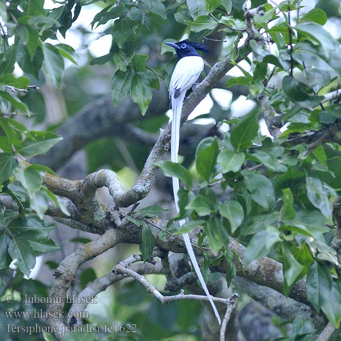 Fahlbauch-Paradiesschnäpper Monarca Paraíso Asiático Tchitrec paradis Pigliamosche Paradiso asiatico カワリサンコウチョウ Aziatische Paradijsmonarch Muchodlawka rajska 亞洲壽帶 壽帶鳥 寿带  寿带鸟 Азиатская райская длиннохвостая мухоловка นกแซวสวรรค์ Asiatisk paradisflugsnappare Monarch rajský Gallaparadismonark Murai Ekor Gading Sambar Panjang 별삼광조 Burung Sriwang Seriwang Asia Жұмақ шыбыншы Val kuruvi Paratiisimonarkki Asiatisk Paradismonark Terpsiphone paradisi Asian Paradise-Flycatcher Lejskovec rajský