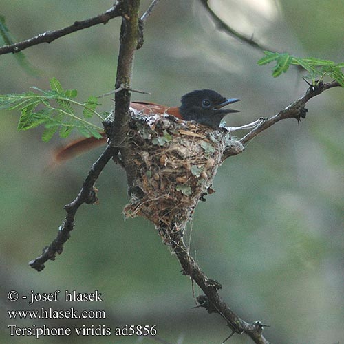 Terpsiphone viridis African Paradise Flycatcher Afrikansk Paradisfluesnapper Afrikanparatiisimonarkki Tchitrec d'Afrique Afrikaanse Paradijsmonarch Pigliamosche del Paradiso africano Paradiesschnapper Muchodlawka wspaniala Lejskovec nádherný Monarca Paraíso Africano Afrikansk paradisflugsnappare Afrikaanse Paradysvlieevanger Райская мухоловка