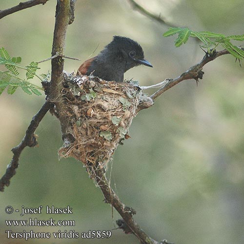 Terpsiphone viridis African Paradise Flycatcher Afrikansk Paradisfluesnapper Afrikanparatiisimonarkki Tchitrec d'Afrique Afrikaanse Paradijsmonarch Pigliamosche del Paradiso africano Paradiesschnapper Muchodlawka wspaniala Lejskovec nádherný Monarca Paraíso Africano Afrikansk paradisflugsnappare Afrikaanse Paradysvlieevanger Райская мухоловка