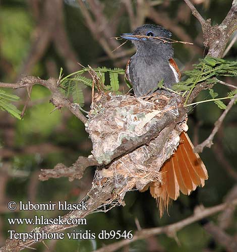 Terpsiphone viridis African Paradise Flycatcher Afrikansk Paradisfluesnapper Afrikanparatiisimonarkki Tchitrec d'Afrique Afrikaanse Paradijsmonarch Pigliamosche del Paradiso africano Paradiesschnapper Muchodlawka wspaniala Lejskovec nádherný Monarca Paraíso Africano Afrikansk paradisflugsnappare Afrikaanse Paradysvlieevanger Райская мухоловка