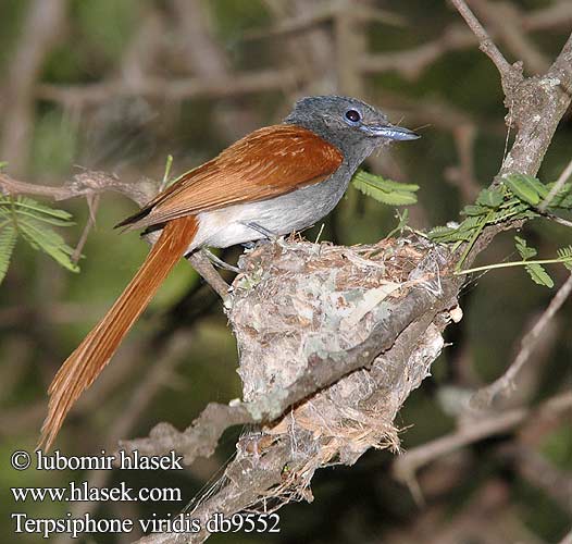 Terpsiphone viridis African Paradise Flycatcher Afrikansk Paradisfluesnapper Afrikanparatiisimonarkki Tchitrec d'Afrique Afrikaanse Paradijsmonarch Pigliamosche del Paradiso africano Paradiesschnapper Muchodlawka wspaniala Lejskovec nádherný Monarca Paraíso Africano Afrikansk paradisflugsnappare Afrikaanse Paradysvlieevanger Райская мухоловка