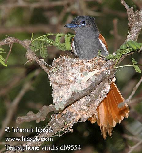 Muchodlawka wspaniala Lejskovec nádherný Monarca Paraíso Africano Afrikansk paradisflugsnappare Afrikaanse Paradysvlieevanger Райская мухоловка Terpsiphone viridis African Paradise Flycatcher Afrikansk Paradisfluesnapper Afrikanparatiisimonarkki Tchitrec d'Afrique Afrikaanse Paradijsmonarch Pigliamosche del Paradiso africano Paradiesschnapper