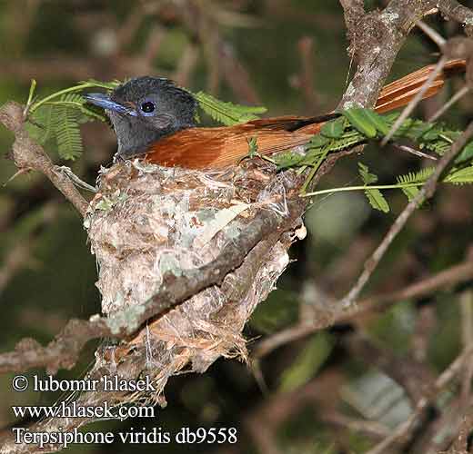 Muchodlawka wspaniala Lejskovec nádherný Monarca Paraíso Africano Afrikansk paradisflugsnappare Afrikaanse Paradysvlieevanger Райская мухоловка Terpsiphone viridis African Paradise Flycatcher Afrikansk Paradisfluesnapper Afrikanparatiisimonarkki Tchitrec d'Afrique Afrikaanse Paradijsmonarch Pigliamosche del Paradiso africano Paradiesschnapper