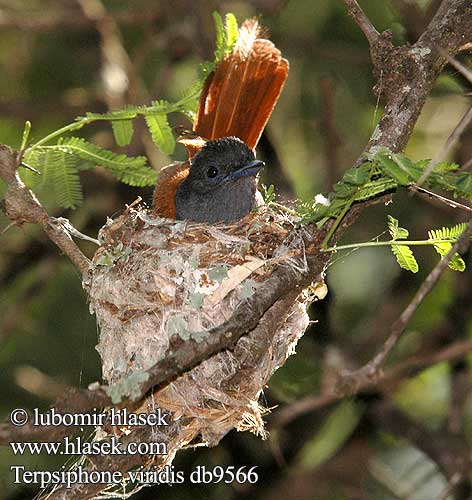 Muchodlawka wspaniala Lejskovec nádherný Monarca Paraíso Africano Afrikansk paradisflugsnappare Afrikaanse Paradysvlieevanger Райская мухоловка Terpsiphone viridis African Paradise Flycatcher Afrikansk Paradisfluesnapper Afrikanparatiisimonarkki Tchitrec d'Afrique Afrikaanse Paradijsmonarch Pigliamosche del Paradiso africano Paradiesschnapper