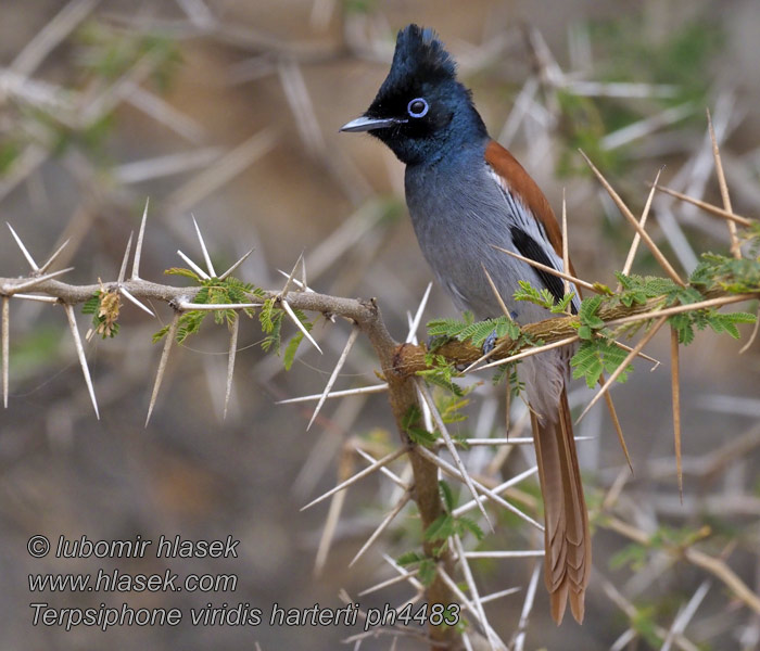 African Paradise Flycatcher Terpsiphone viridis