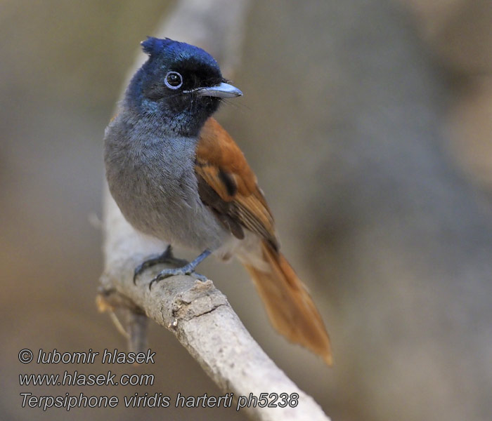 Afrikaanse Paradijsmonarch Pigliamosche Paradiso africano Terpsiphone viridis