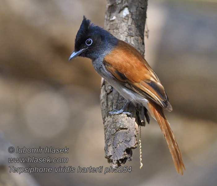 African Paradise Flycatcher Afrikansk Paradisfluesnapper Terpsiphone viridis