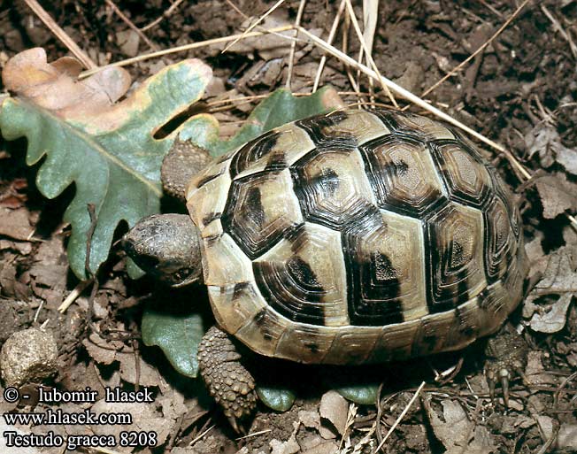 Testudo graeca 8208 DE: Maurische Landschildkröte UK: Turkish Greek Spur-thighed Tortoise IT: testuggine greca CZ: želva řecká TR: Adi tosbaga FR: Tortue grecque PL: Żółw Iberyjski SK: korytnačka žltohnedá HU: Mór teknős RU: Средиземноморская черепаха GR: Ελληνική Χελώνα YU: грчка корњача SL: mavrska želva RO: ţestoasa de uscat dobrogeană HU: Mór teknős BG: Шипобедрената костенурка HR: grčka čančara