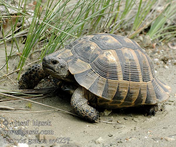 Testudo graeca ae4237 DE: Maurische Landschildkröte UK: Turkish Greek Spur-thighed Tortoise IT: testuggine greca CZ: želva řecká TR: Adi tosbaga FR: Tortue grecque PL: Żółw Iberyjski SK: korytnačka žltohnedá HU: Mór teknős RU: Средиземноморская черепаха GR: Ελληνική Χελώνα YU: грчка корњача SL: mavrska želva RO: ţestoasa de uscat dobrogeană HU: Mór teknős BG: Шипобедрената костенурка HR: grčka čančara