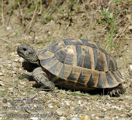 Testudo graeca ae4243 DE: Maurische Landschildkröte UK: Turkish Greek Spur-thighed Tortoise IT: testuggine greca CZ: želva řecká TR: Adi tosbaga FR: Tortue grecque PL: Żółw Iberyjski SK: korytnačka žltohnedá HU: Mór teknős RU: Средиземноморская черепаха GR: Ελληνική Χελώνα YU: грчка корњача SL: mavrska želva RO: ţestoasa de uscat dobrogeană HU: Mór teknős BG: Шипобедрената костенурка HR: grčka čančara