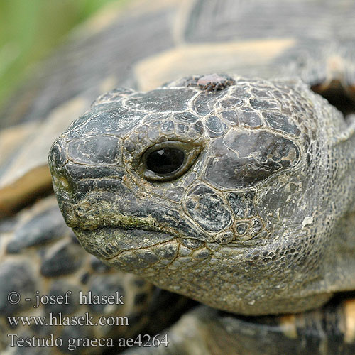 Testudo graeca ae4264 DE: Maurische Landschildkröte UK: Turkish Greek Spur-thighed Tortoise IT: testuggine greca CZ: želva řecká TR: Adi tosbaga FR: Tortue grecque PL: Żółw Iberyjski SK: korytnačka žltohnedá HU: Mór teknős RU: Средиземноморская черепаха GR: Ελληνική Χελώνα YU: грчка корњача SL: mavrska želva RO: ţestoasa de uscat dobrogeană HU: Mór teknős BG: Шипобедрената костенурка HR: grčka čančara