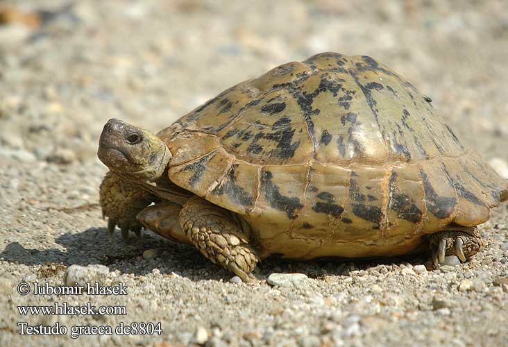 Testudo graeca dc8804 DE: Maurische Landschildkröte UK: Turkish Greek Spur-thighed Tortoise IT: testuggine greca CZ: želva řecká TR: Adi tosbaga FR: Tortue grecque PL: Żółw Iberyjski SK: korytnačka žltohnedá HU: Mór teknős RU: Средиземноморская черепаха GR: Ελληνική Χελώνα YU: грчка корњача SL: mavrska želva RO: ţestoasa de uscat dobrogeană HU: Mór teknős BG: Шипобедрената костенурка HR: grčka čančara