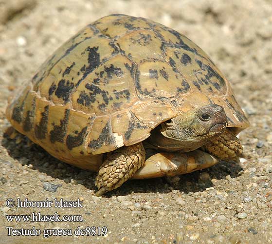 Testudo graeca dc8819 DE: Maurische Landschildkröte UK: Turkish Greek Spur-thighed Tortoise IT: testuggine greca CZ: želva řecká TR: Adi tosbaga FR: Tortue grecque PL: Żółw Iberyjski SK: korytnačka žltohnedá HU: Mór teknős RU: Средиземноморская черепаха GR: Ελληνική Χελώνα YU: грчка корњача SL: mavrska želva RO: ţestoasa de uscat dobrogeană HU: Mór teknős BG: Шипобедрената костенурка HR: grčka čančara