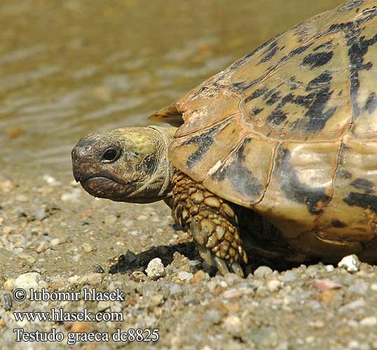 Testudo graeca dc8825 DE: Maurische Landschildkröte UK: Turkish Greek Spur-thighed Tortoise IT: testuggine greca CZ: želva řecká TR: Adi tosbaga FR: Tortue grecque PL: Żółw Iberyjski SK: korytnačka žltohnedá HU: Mór teknős RU: Средиземноморская черепаха GR: Ελληνική Χελώνα YU: грчка корњача SL: mavrska želva RO: ţestoasa de uscat dobrogeană HU: Mór teknős BG: Шипобедрената костенурка HR: grčka čančara