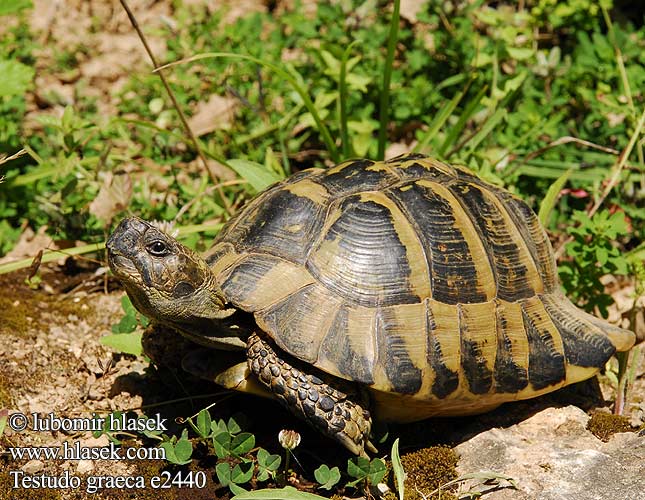 Testudo graeca e2440 DE: Maurische Landschildkröte UK: Turkish Greek Spur-thighed Tortoise IT: testuggine greca CZ: želva řecká TR: Adi tosbaga FR: Tortue grecque PL: Żółw Iberyjski SK: korytnačka žltohnedá HU: Mór teknős RU: Средиземноморская черепаха GR: Ελληνική Χελώνα YU: грчка корњача SL: mavrska želva RO: ţestoasa de uscat dobrogeană HU: Mór teknős BG: Шипобедрената костенурка HR: grčka čančara