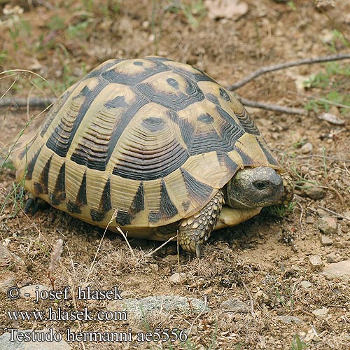 Testuggine comune Želva Hermannova zelenavá Tortue Hermann