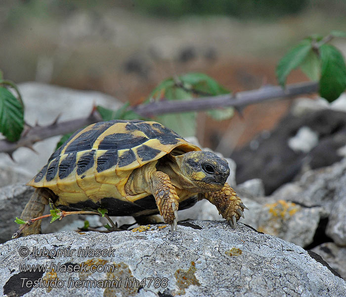 Testuggine comune Želva Hermannova Testudo hermanni