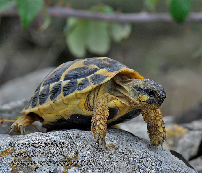 Tortue Hermann Żółw grecki Görög teknős Testudo hermanni