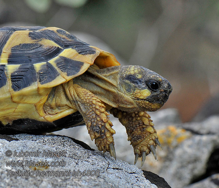 Korytnačka zelenkastá Obična čančara Testudo hermanni