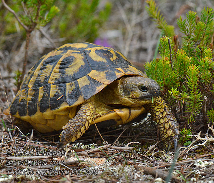 Ţestoasa uscat bănăţeană Балканская черепаха Grška kornjača Testudo hermanni