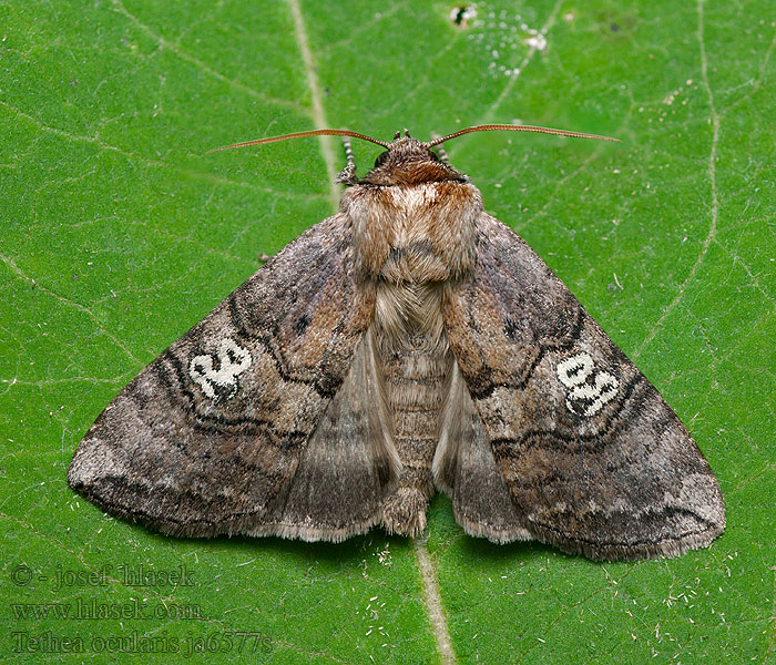 Tethea ocularis Můřice trojtečná Augen-Wollrückenspinner