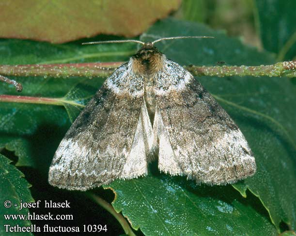 Tetheella fluctuosa Satin Lutestring Bjørkehalvspinner Koivuvillaselkä Berken-orvlinder Birken-Wollrückenspinner Weißgestreifter Wollrückenspinner Můřice březová Svartgrå blekmaskspinnare Falica zmiennica Môrka jelšová Aqueuse Bjorkehalvspinner Совковидка березовая