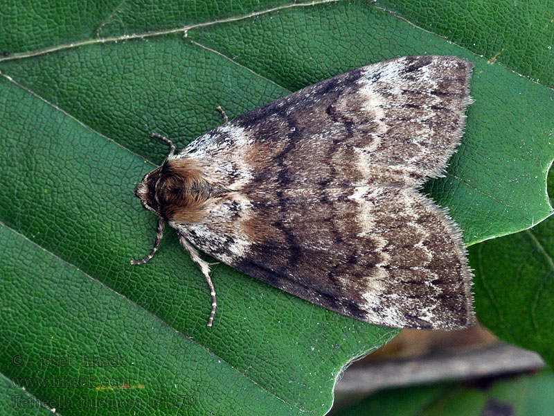 Bjørkehalvspinner Tetheella fluctuosa