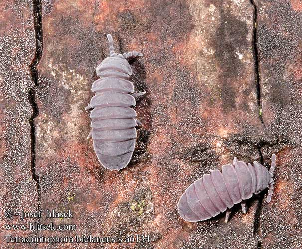 Tetradontophora bielanensis 6134