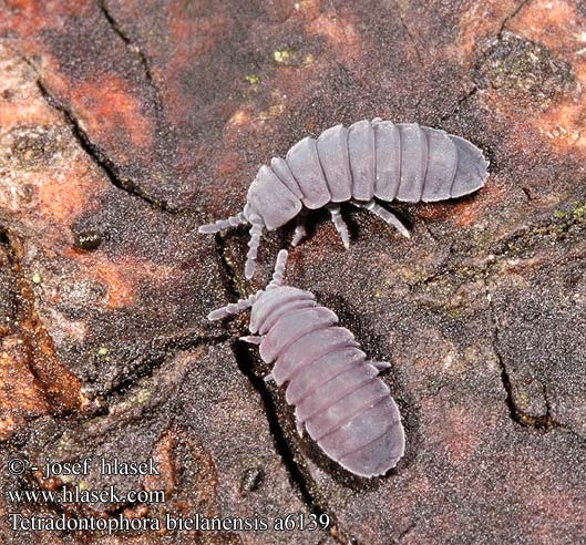 Tetradontophora bielanensis 6139