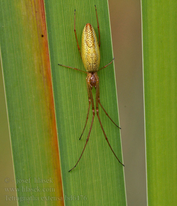 Tetragnatha extensa Čelistnatka rákosní Gemeine Streckerspinne