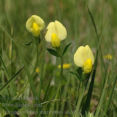 Paľadenec prímorský Yellow Dragon's-Teeth Komonicznik skrzydlastostrąkowy