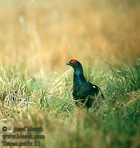 Tetrao tetrix Black Grouse Birkhuhn Tétras lyre