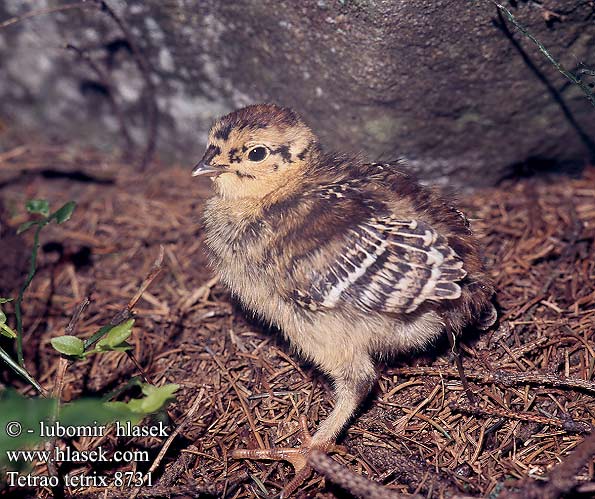 Tetrao tetrix Fagiano di monte Orrfugl Orre 黑琴鸡