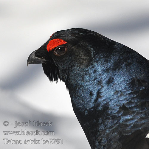 Black Grouse Birkhuhn Tétras lyre Gallo-lira Común