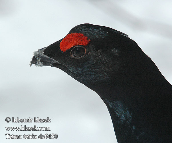 Tetrao tetrix Black Grouse Birkhuhn Fagiano monte